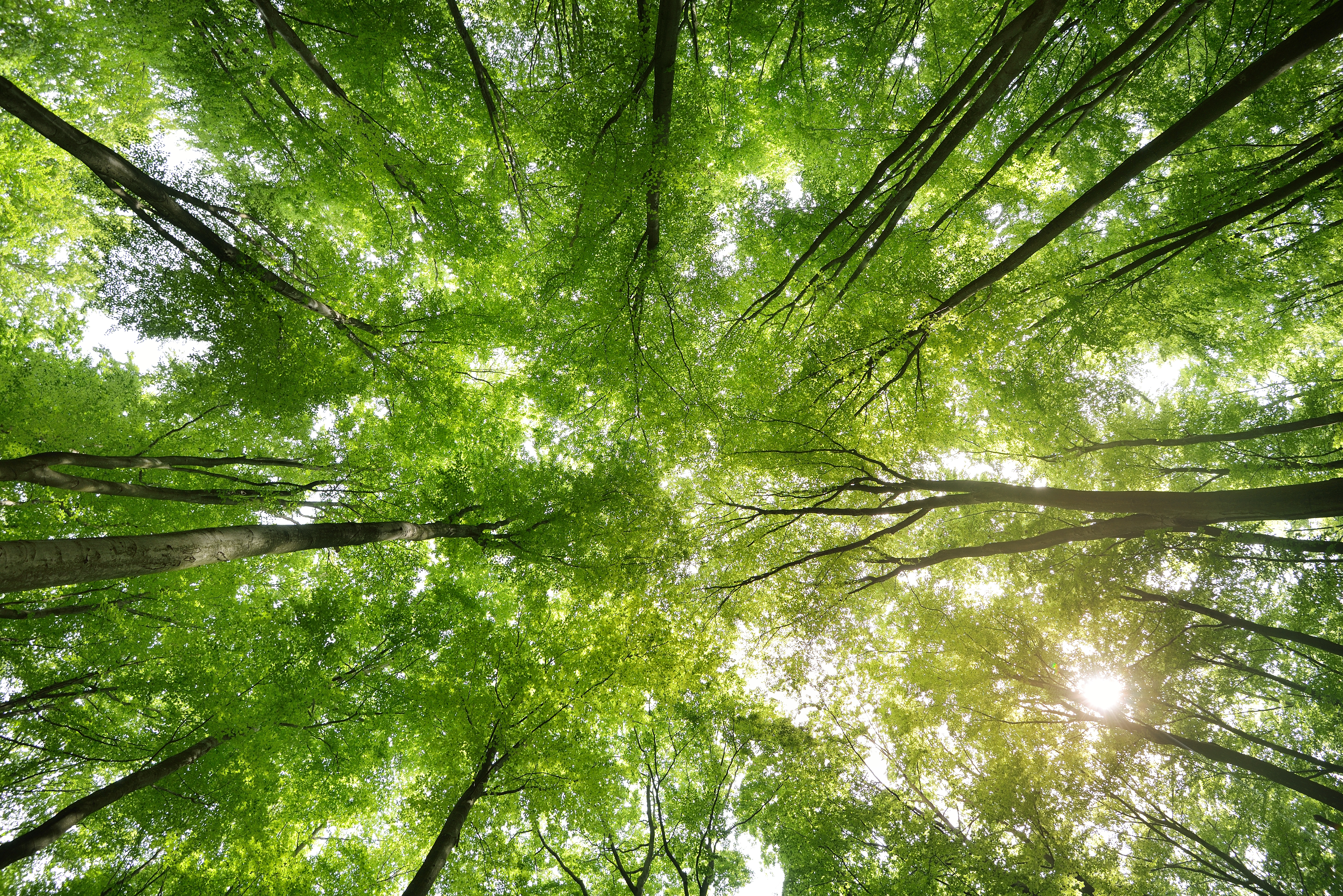 The wood for the trees
