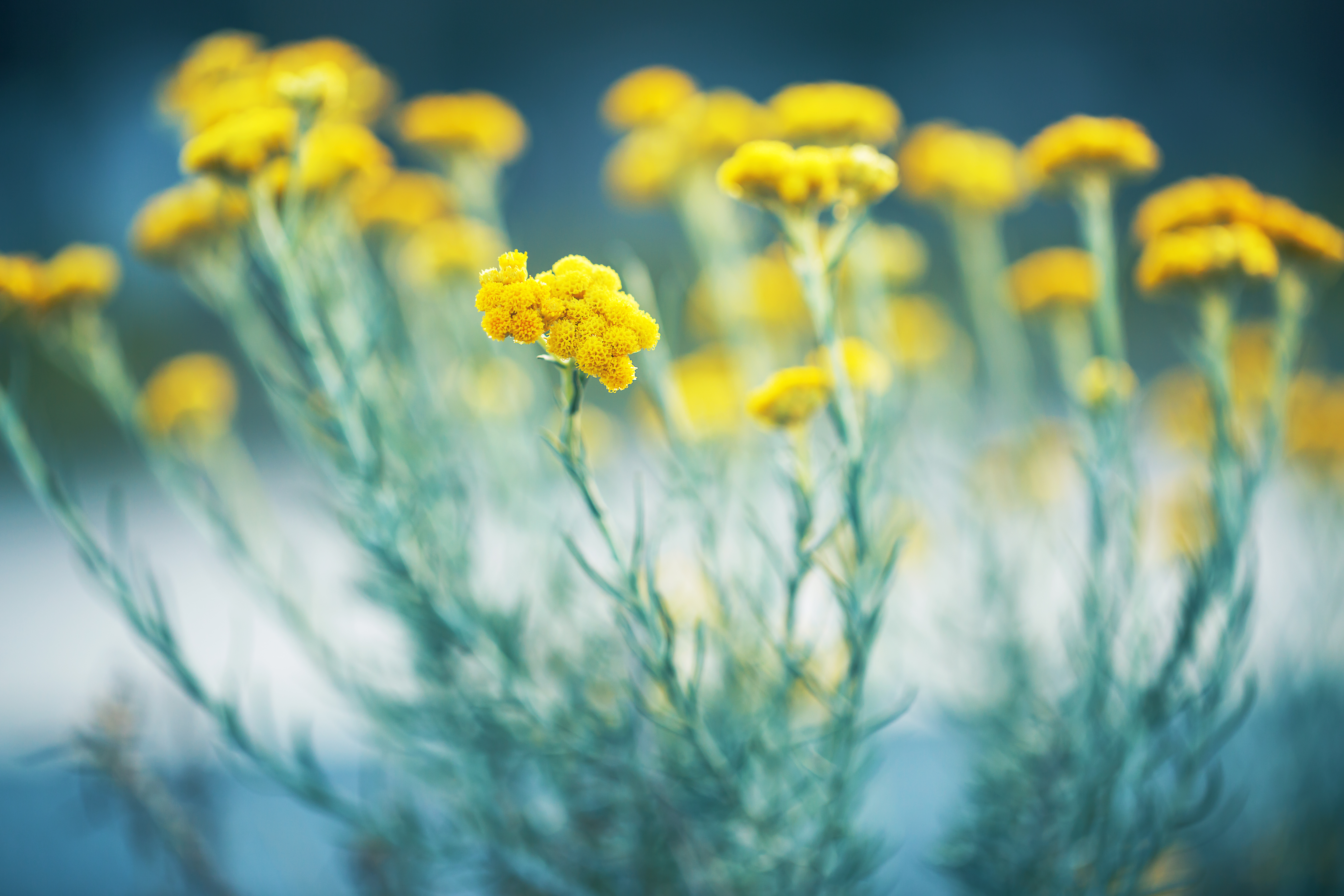 Weed it and Reap – 5 Tips for Making Your IM Garden Grow.