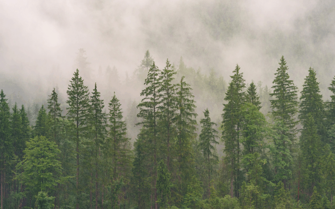 The wood for the trees