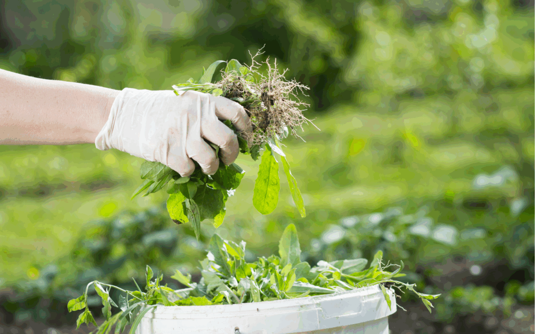 Weed it and Reap – 5 Tips for Making Your IM Garden Grow.